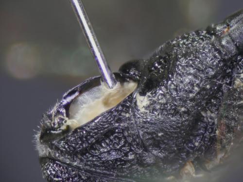 Gasteruption caucasicum